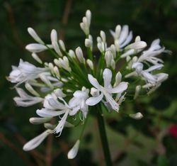 Getty White Lily of the Nile, Agapanthus (Cold Hardy, White), Agapanthus praecox subsp. orientalis 'Getty White'